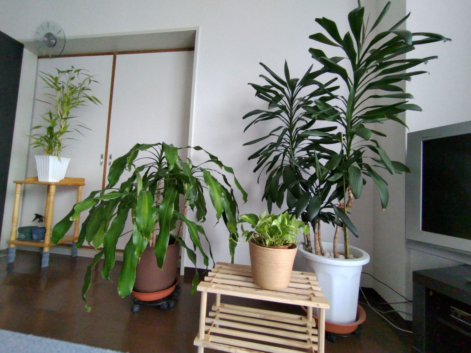 観葉植物 | 株式会社エリアネット