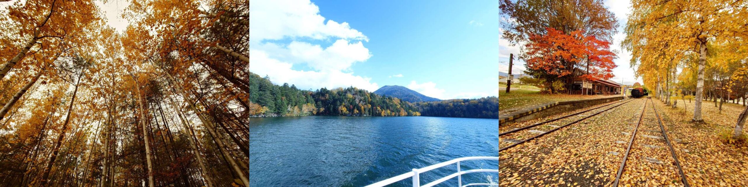 紅葉 | 株式会社エリアネット